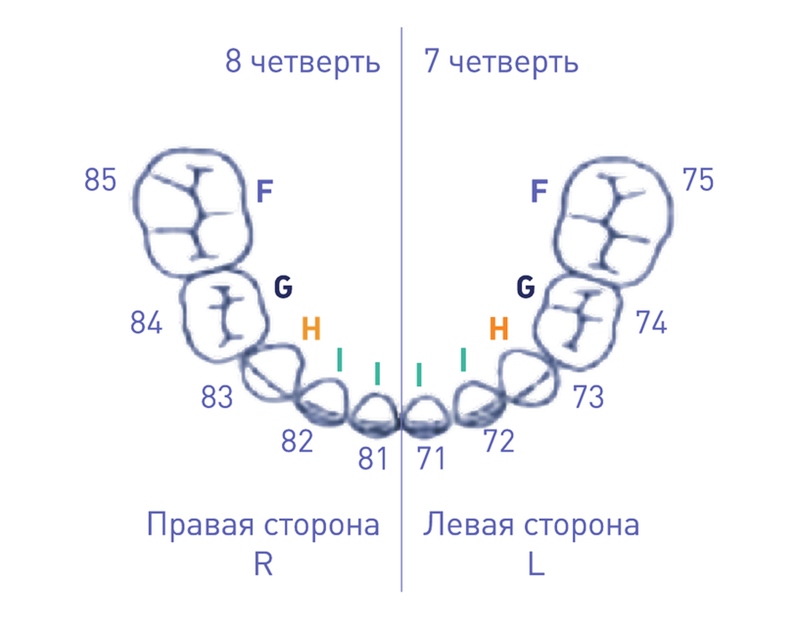 Молочные: нижняя челюсть