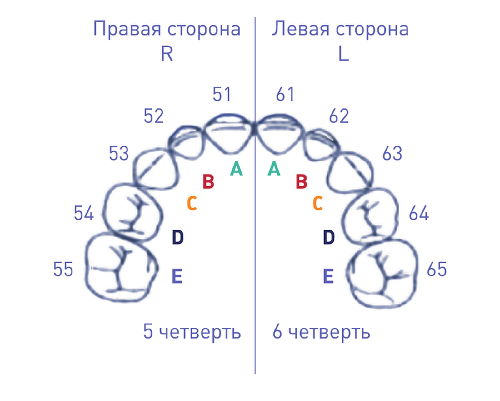 Молочные: верхняя челюсть